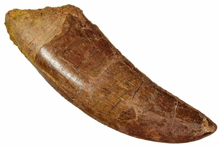 Serrated Carcharodontosaurus Tooth - Real Dinosaur Tooth #341112